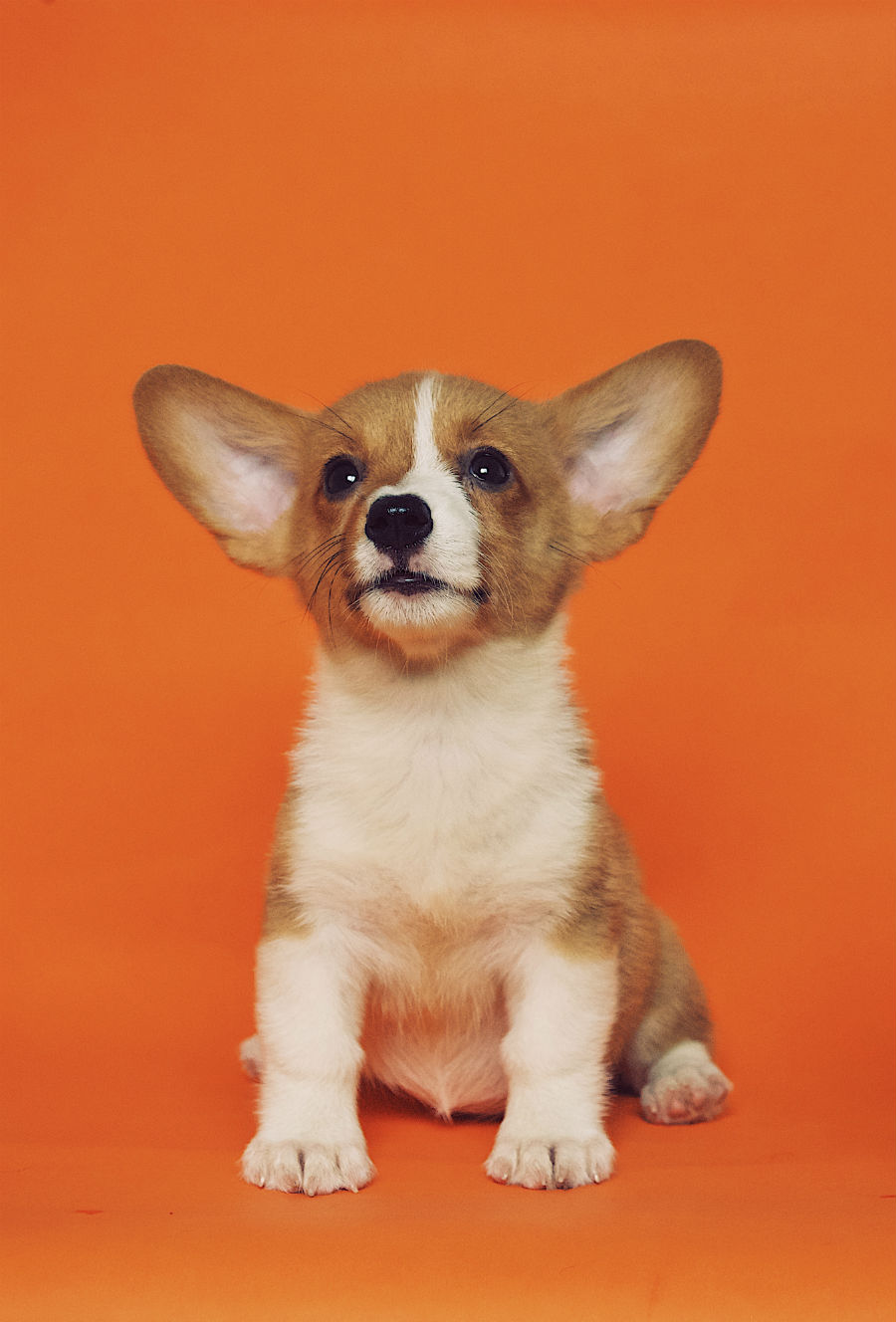 retrato de un perro cachorro de raza corgi