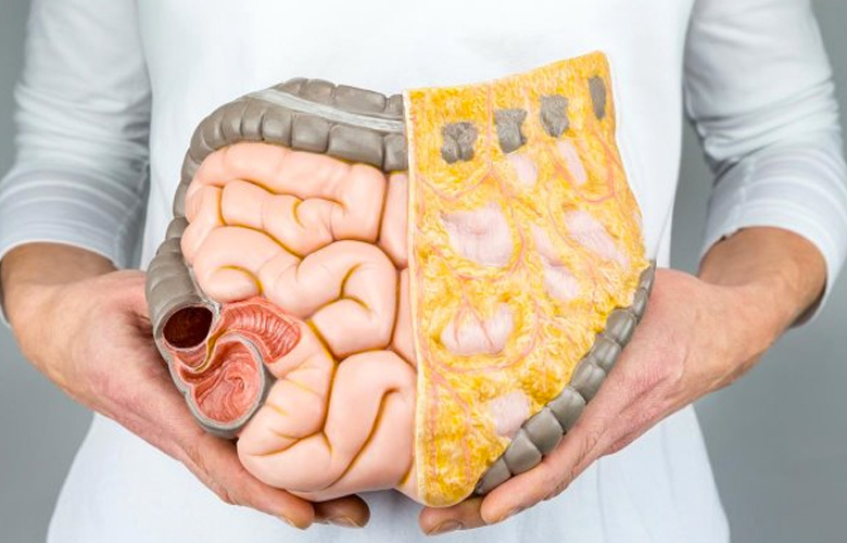 Detalle de persona sosteniendo figura del aparato digestivo para mostrar los efectos negativos de la diabetes en el mismo.